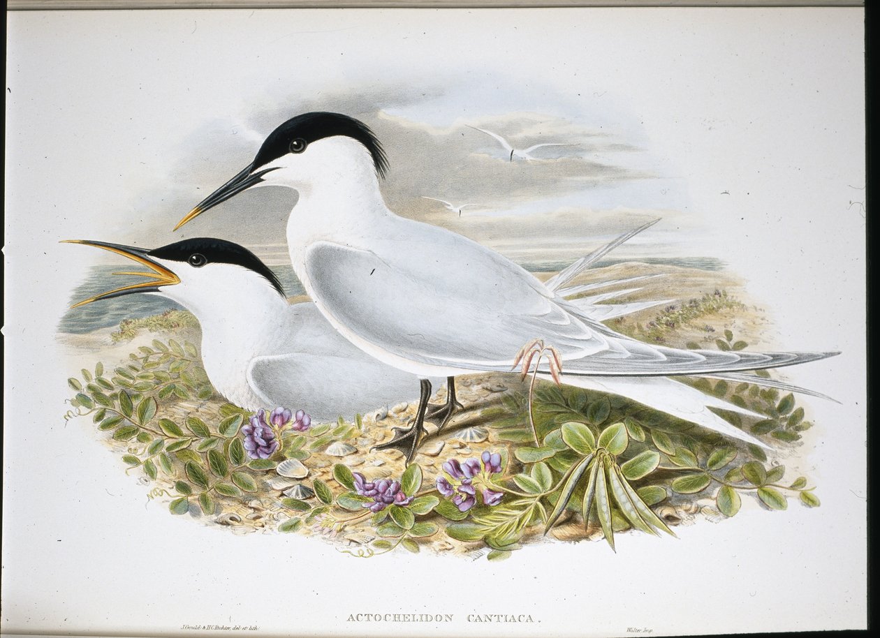 Rybitwa czubata (Actochel Cantiaca) (litografia ręcznie kolorowana) autorstwa John (after) Gould