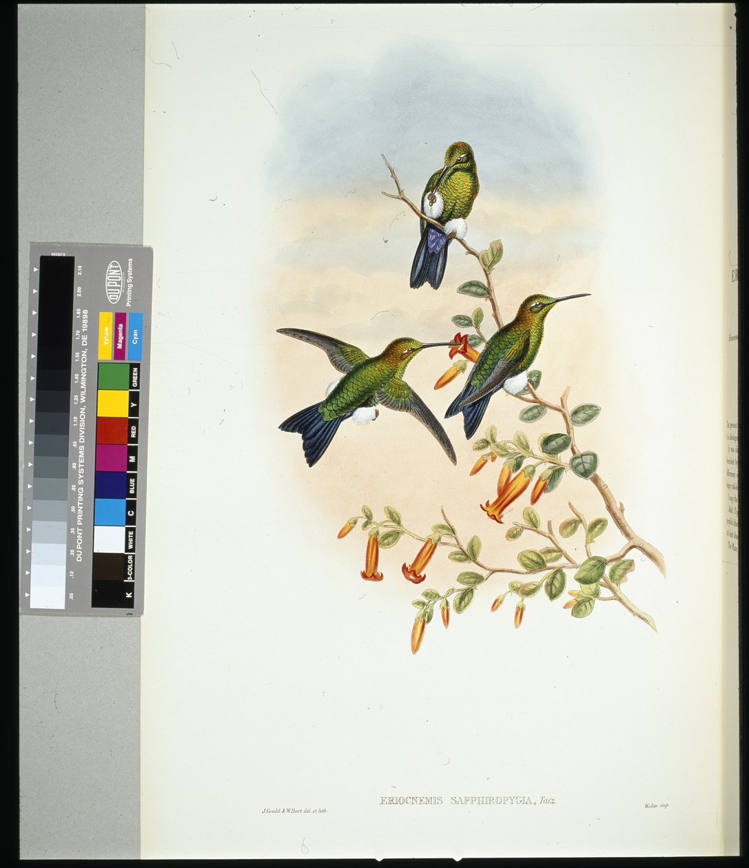 Szafirowa udka (eriocnemis sapphiropigia) (ręcznie kolorowana lito) autorstwa John (after) Gould