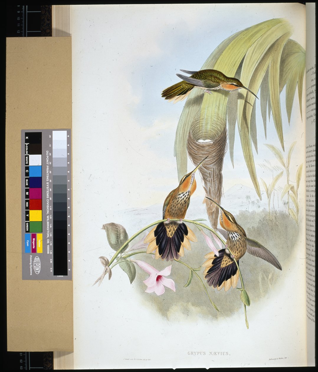 Pistolet (grypus naevius) (ręcznie barwiony litho) autorstwa John (after) Gould