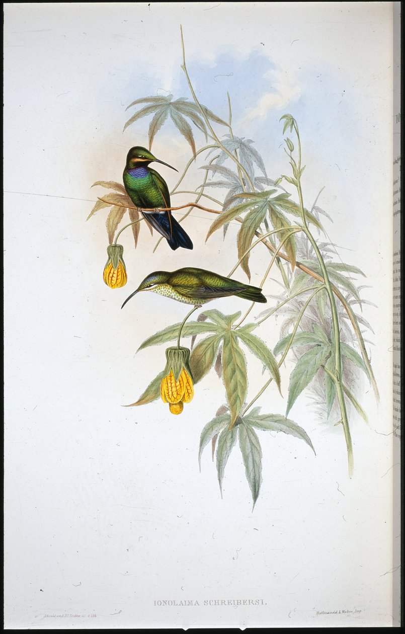 Koliber Schreibera (Ionolaima Schreibersi) (ręcznie malowany litho) autorstwa John (after) Gould