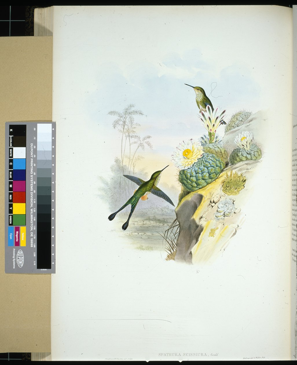 Spathura scissiura (spathura scissiura) (ręcznie kolorowana litho) autorstwa John (after) Gould