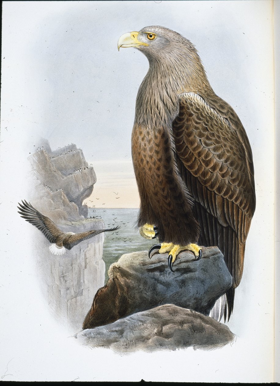 Orzeł morski (Haliaetus Albicilla) (lito ręcznie kolorowane) autorstwa John (after) Gould