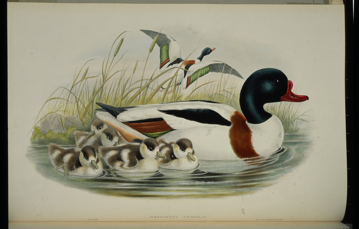 Muszla Kaczka (Tadorna Vulpanser) (ręcznie kolorowana lito) autorstwa John (after) Gould