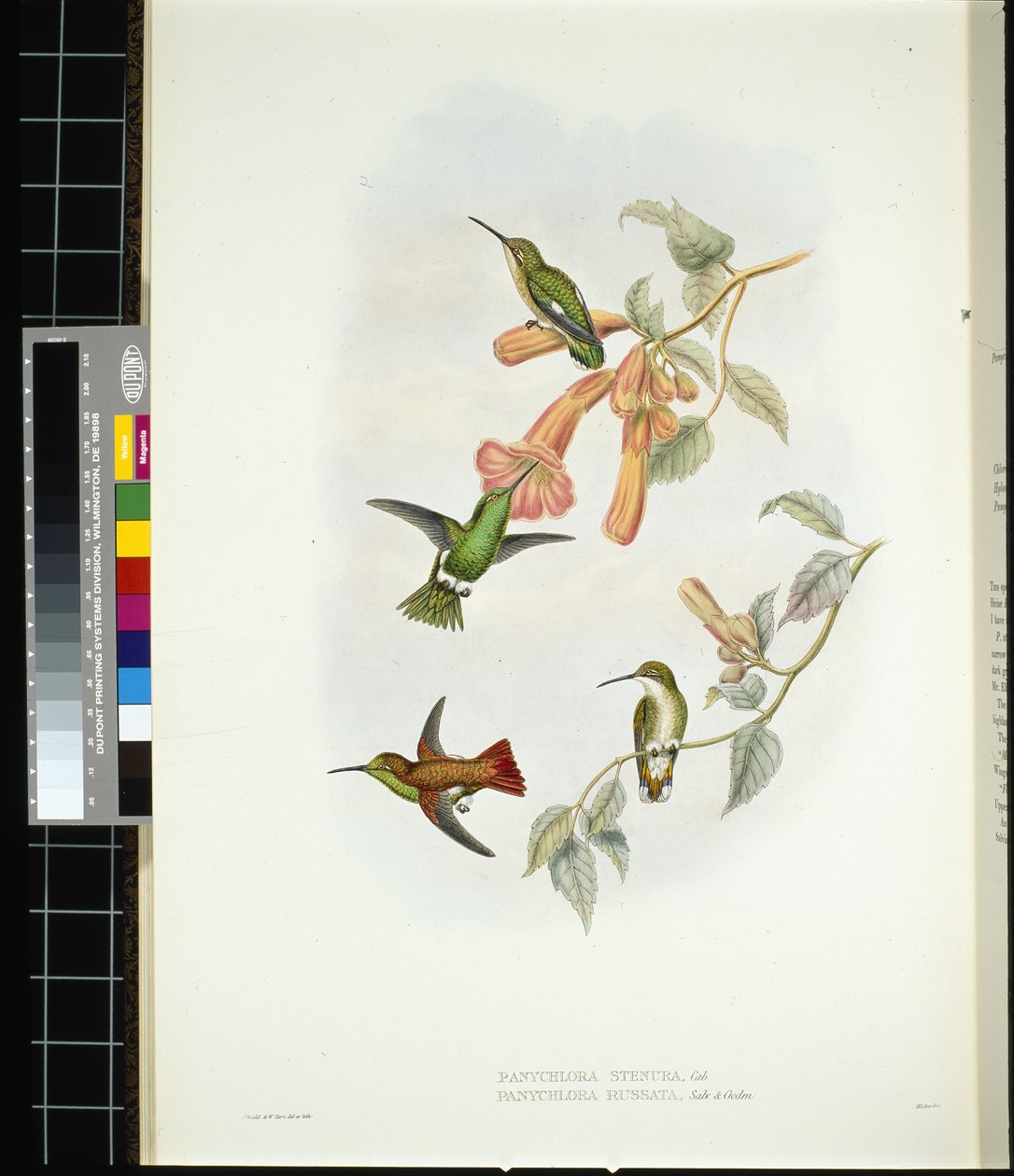 Lśniący promień słońca (aglaeactis cupreipennis) (lito ręcznie kolorowane) autorstwa John (after) Gould