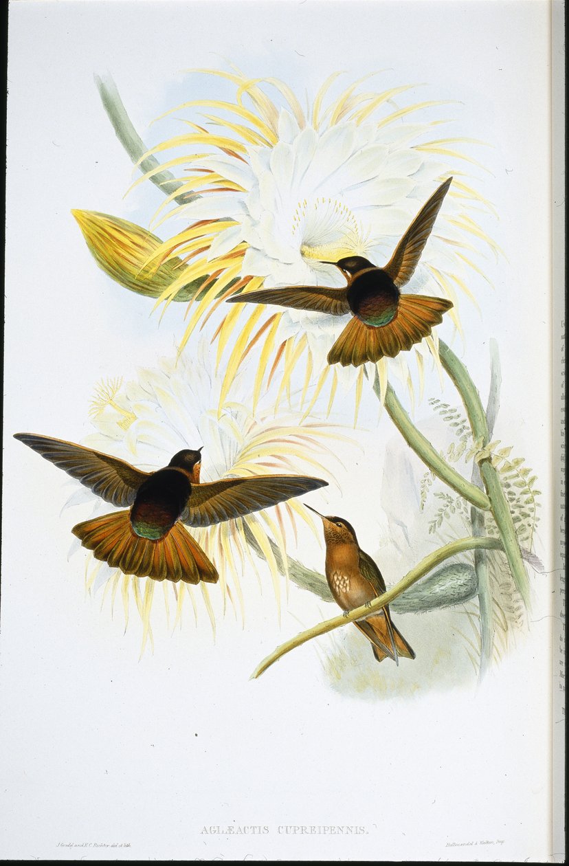 Lśniący promień słońca (Agliaeactis Cupripennis) (ręcznie barwiony lito) autorstwa John (after) Gould