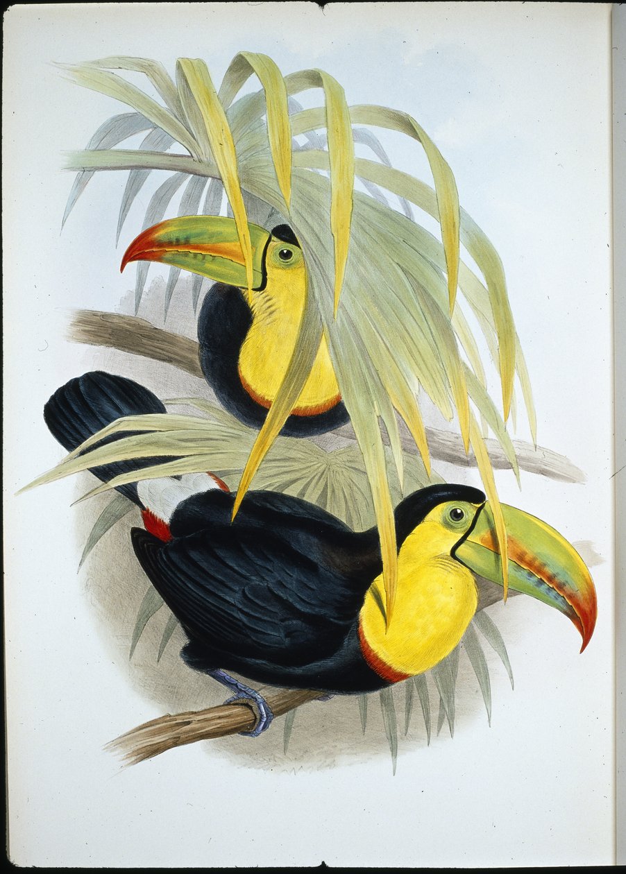 Tukan krótkodzioby (Ramphastos Brevicarinatus) (ręcznie barwiony lito) autorstwa John (after) Gould