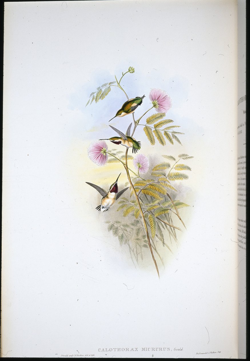Wood-star krótkoogoniasty (Calothorax Micrurus) (ręcznie barwiony litho) autorstwa John (after) Gould