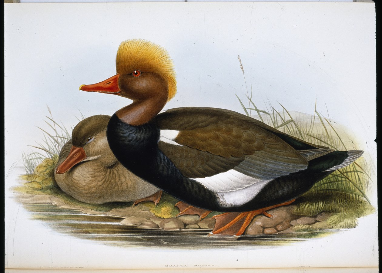 Łopata (Spatula Clypeata) (lito ręcznie kolorowane) autorstwa John (after) Gould