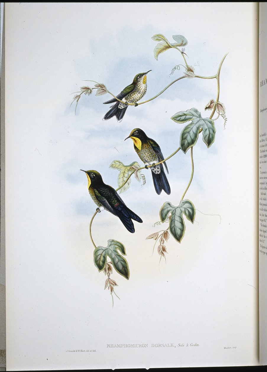 Cierniówka Simona (Ramphamicron Dorsale) (litografia ręcznie kolorowana) autorstwa John (after) Gould
