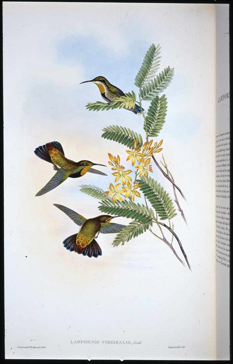 Posępne skrzydło szablowe (Campylopterus Obscurus) (ręcznie barwione lito) autorstwa John (after) Gould