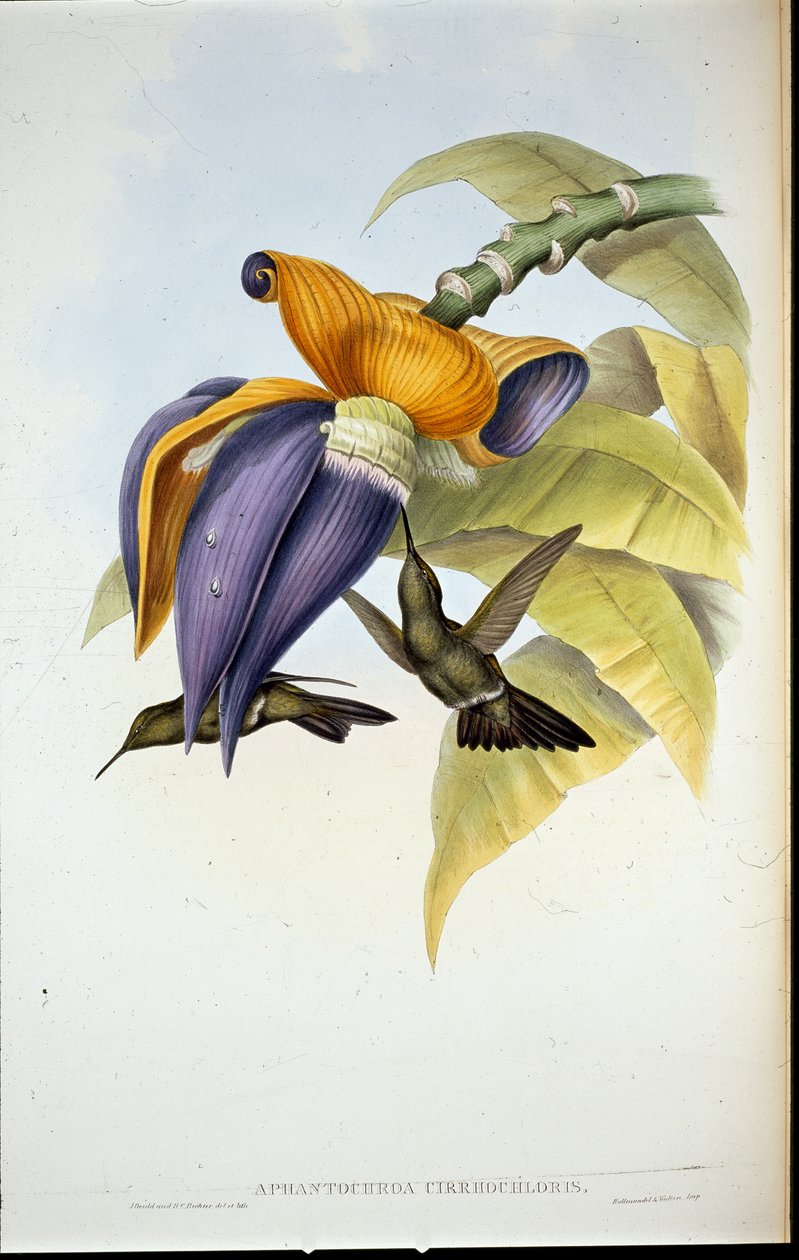 Ponury kolibr (Aphantochroa cirrhochloris) (członkowie ręcznie kolorowani) autorstwa John (after) Gould