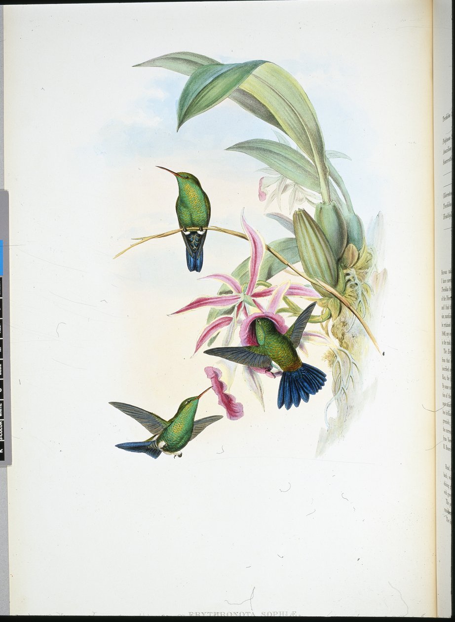Erythronota Zofii (Erythronota Sophiae) (ręcznie kolorowana lito) autorstwa John (after) Gould
