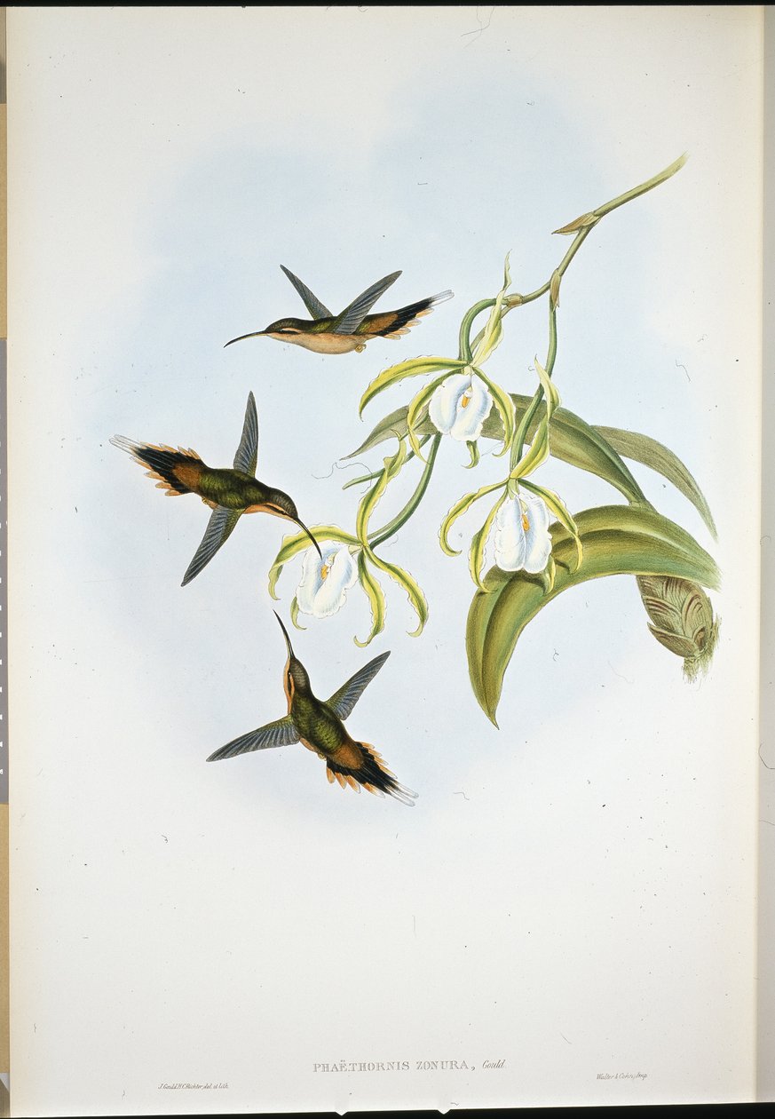Pustelnik Południowy (Phaethornis Zonura) (ręcznie barwiony lito) autorstwa John (after) Gould