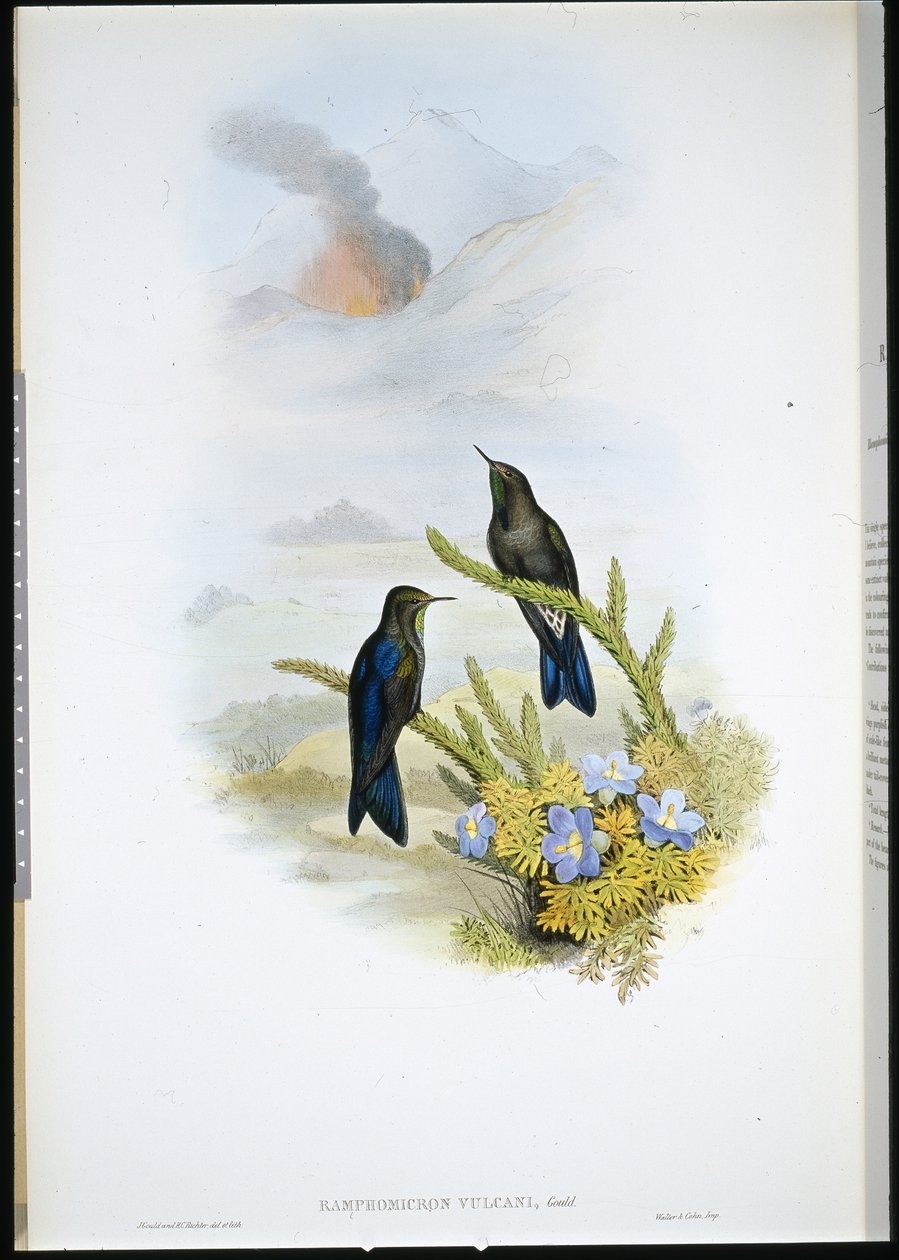 Południowodziób ciernisty (Ramphomicron Vulcani) (ręcznie barwiony lito) autorstwa John (after) Gould