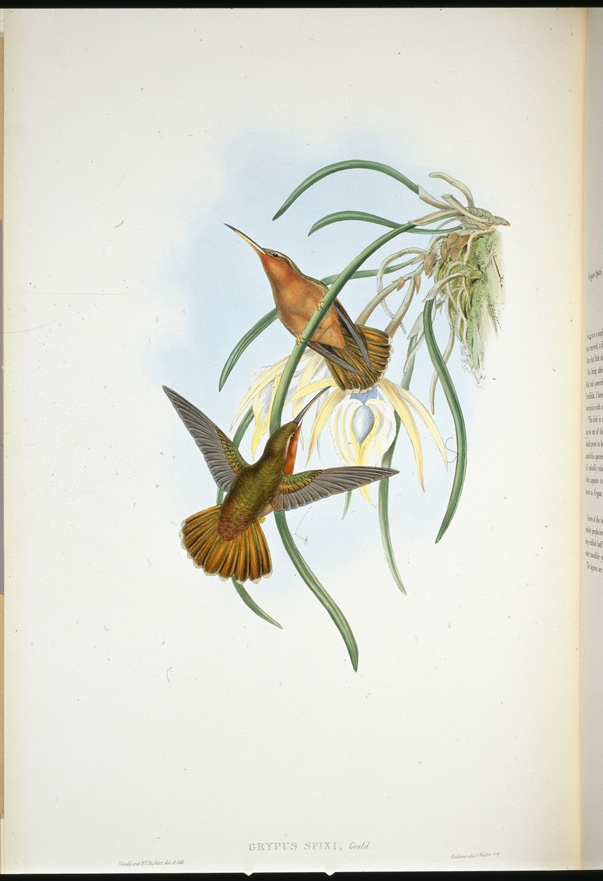 Piłodziób Spixa (Grypus Spixi) (ręcznie barwiony litho) autorstwa John (after) Gould