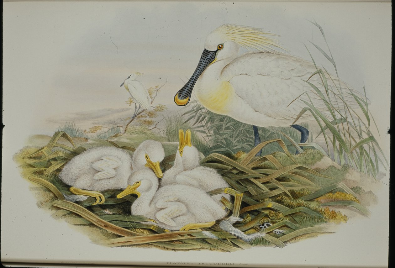 Warzęcha (Platalea Leucorodia) (ręcznie barwiona litho) autorstwa John (after) Gould