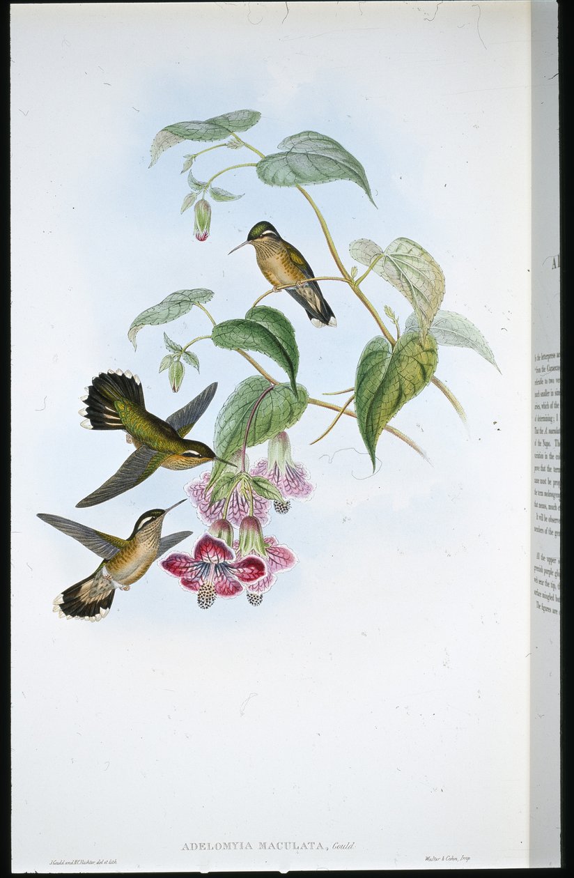 Adelomyia plamista (Adelomyia Maculata) (lito ręcznie kolorowane) autorstwa John (after) Gould