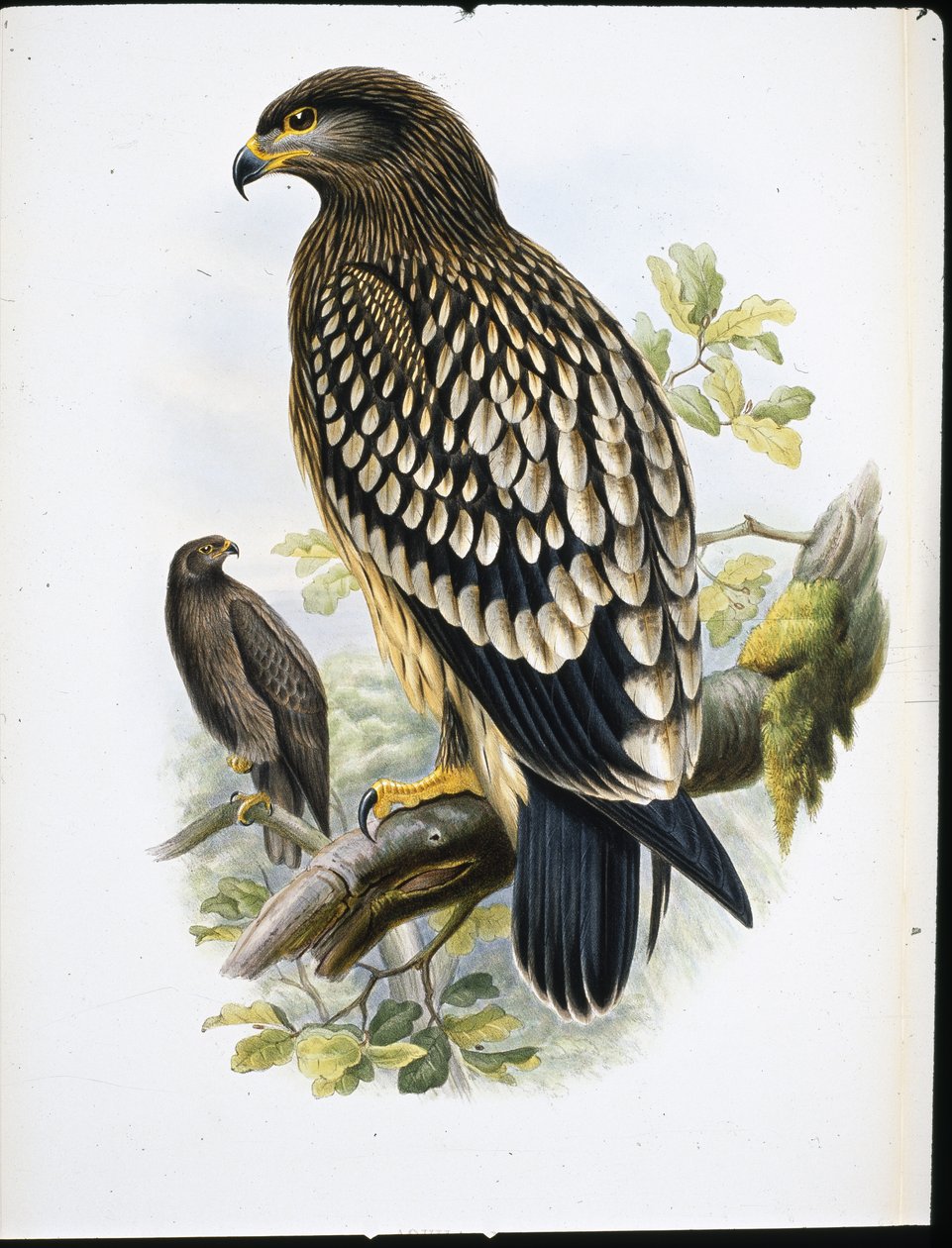 Orlik cętkowany (Aquila Naevia) (lito ręcznie kolorowane) autorstwa John (after) Gould