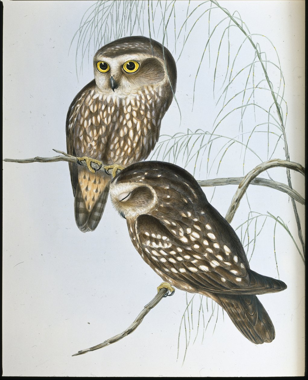 Sowa cętkowana (Athene Maculata) (lito ręcznie kolorowane) autorstwa John (after) Gould