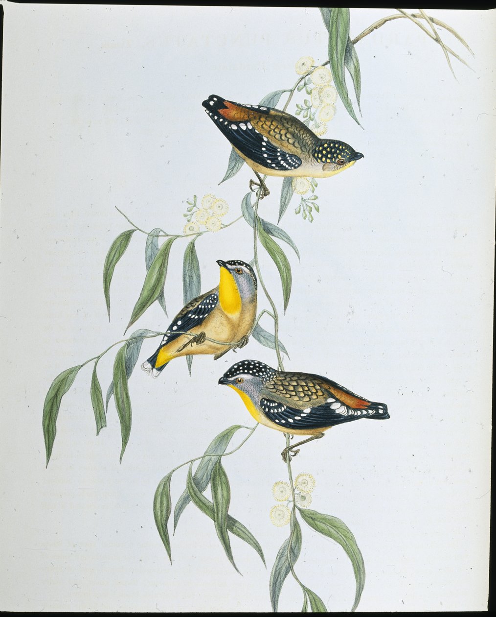 Pardalota cętkowana (Pardalotus Punctatus) (lito ręcznie kolorowane) autorstwa John (after) Gould
