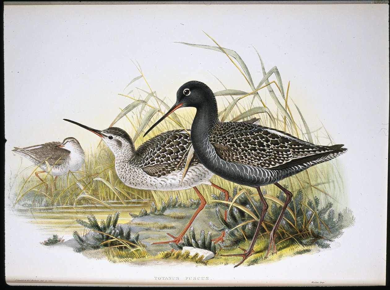 Krwawy krwawodziób (Totanus Fuscus) (ręcznie barwiony litho) autorstwa John (after) Gould