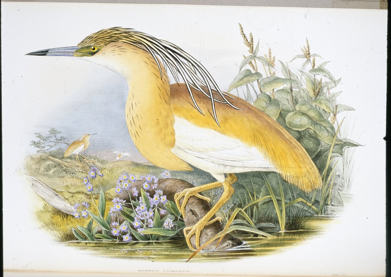 Squacco Heron (Buphus Comatus) (ręcznie kolorowana lito) autorstwa John (after) Gould