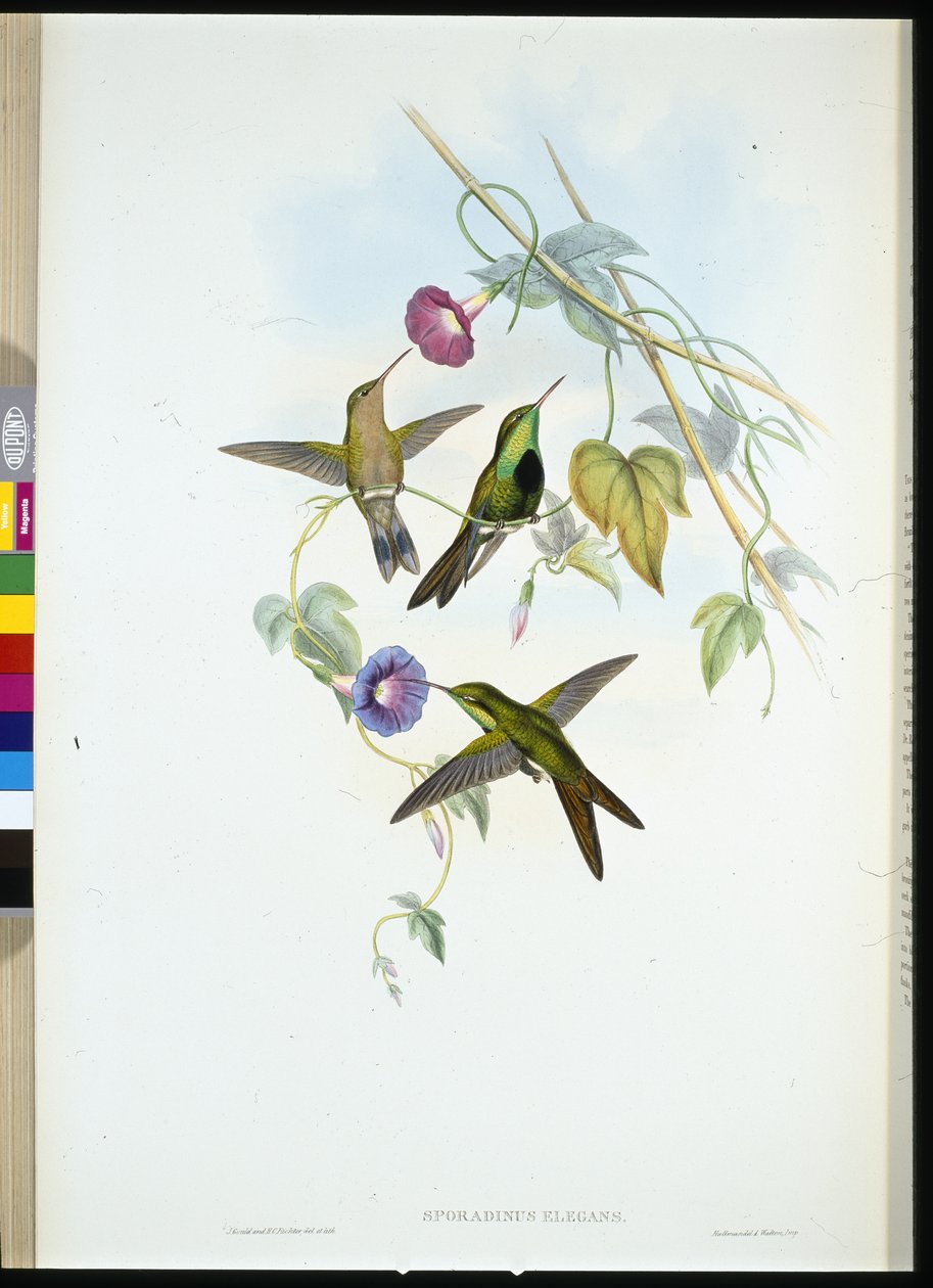 Koliber św. Domingo (Sporadinus Elegans) autorstwa John (after) Gould