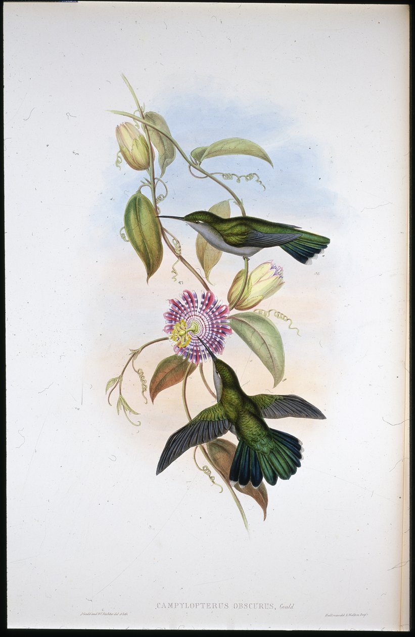 Mango św. Tomasza (Lampornis Virginalis) (ręcznie kolorowana lito) autorstwa John (after) Gould