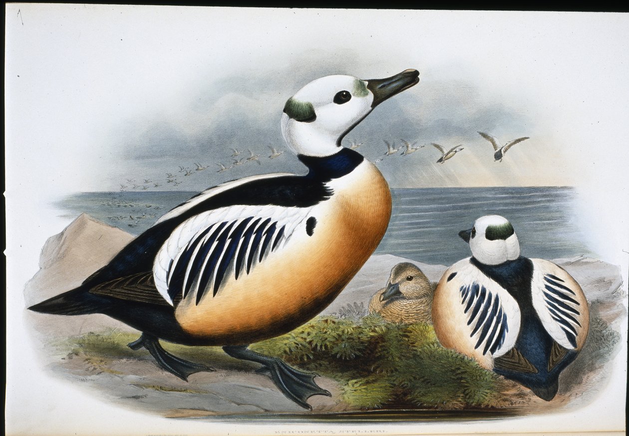 Kaczka Stellera (Eniconetta Stelleri) (ręcznie kolorowana litho) autorstwa John (after) Gould