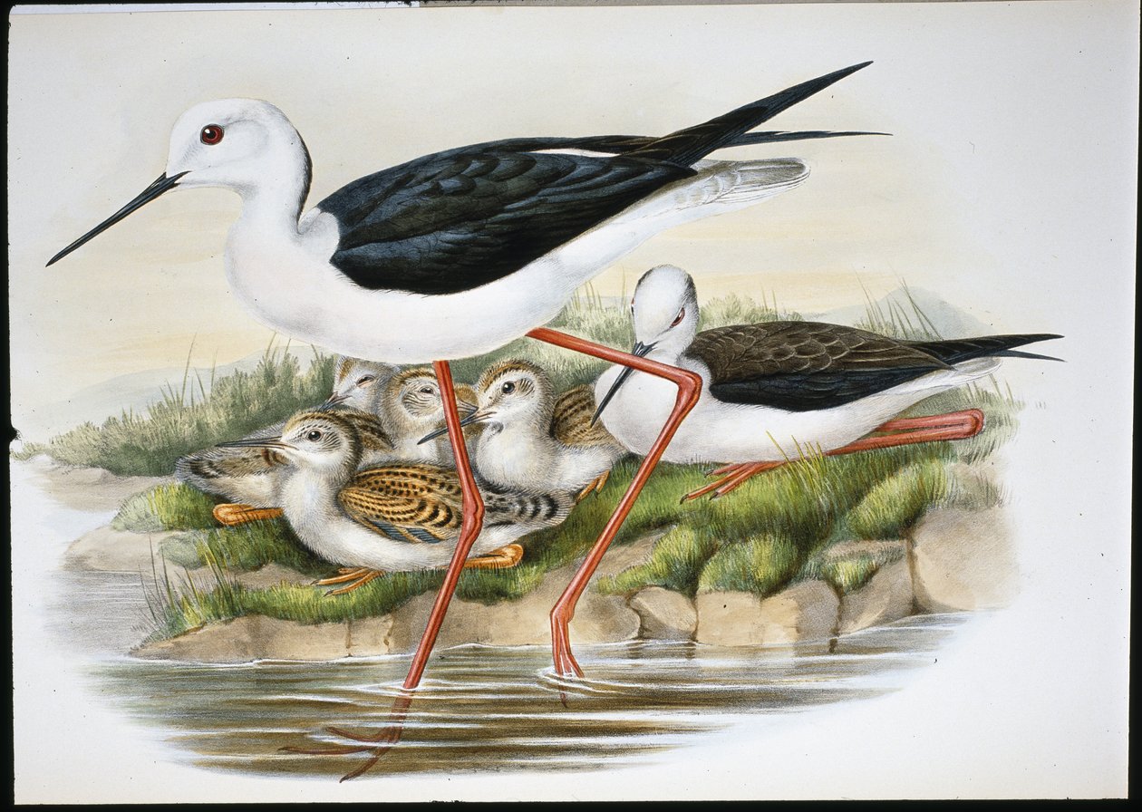 Szczudłak (Himantopus Candidus) (ręcznie barwiony litho) autorstwa John (after) Gould