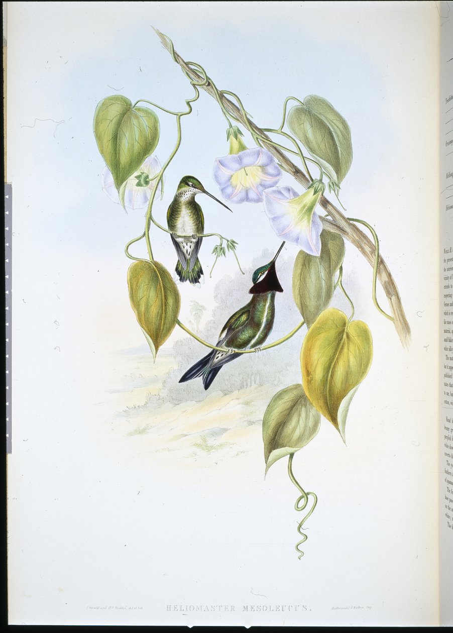 Gwiaździste gardło (heliomaster mesoleucus) (ręcznie barwione litho) autorstwa John (after) Gould