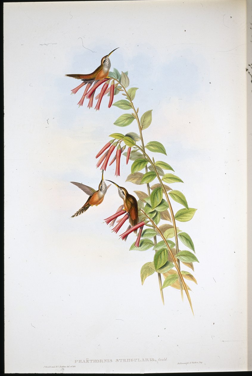Pustelnik pręgowany (Phaethornis Stiigularis) (ręcznie barwiony lito) autorstwa John (after) Gould