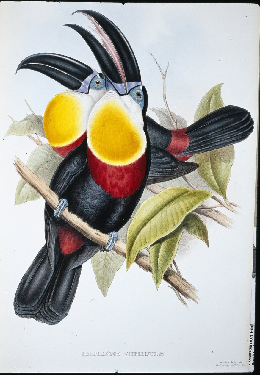 Tukan Siarkowo-Biały (Ramphastos Vitellinus) (ręcznie barwiony lito) autorstwa John (after) Gould