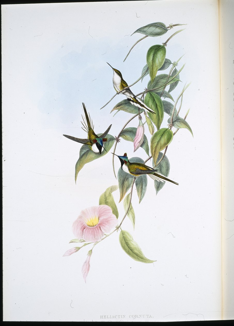 Klejnot Słońca (Heliactin Cornuta) (lito ręcznie kolorowane) autorstwa John (after) Gould