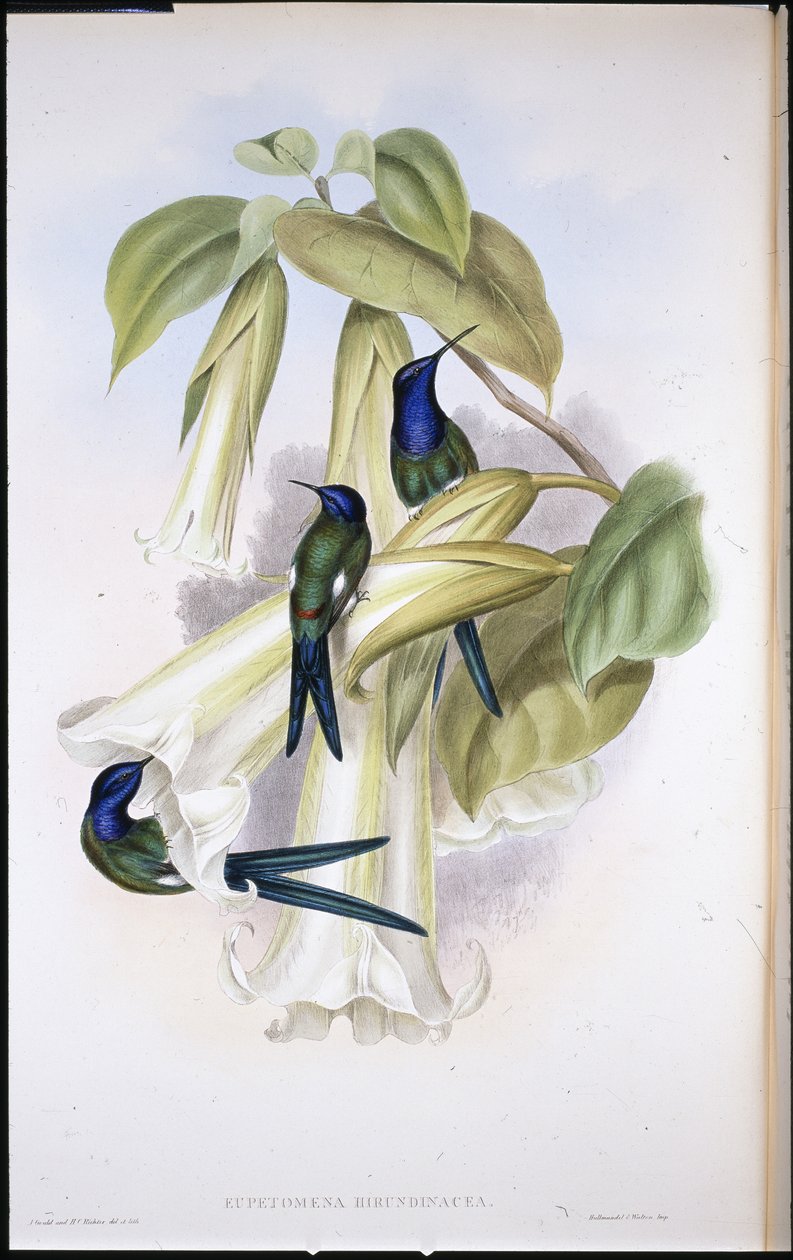 Jaskółczy ogon Eupetomena Hirundinacea (ręcznie barwiony litho) autorstwa John (after) Gould
