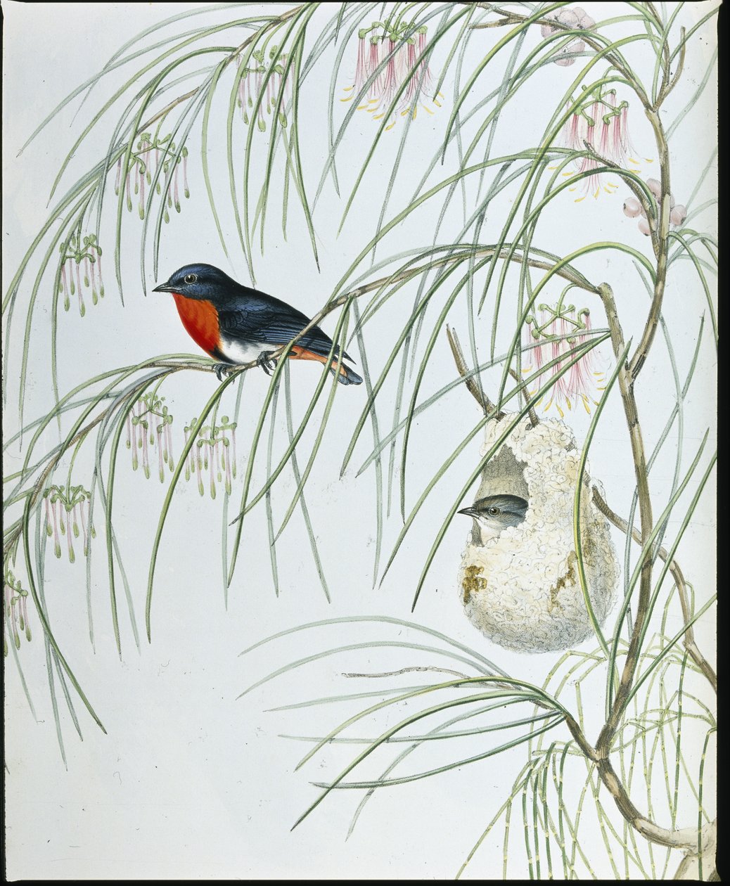 Swallow Dicaeum (figurki ręcznie kolorowane) autorstwa John (after) Gould