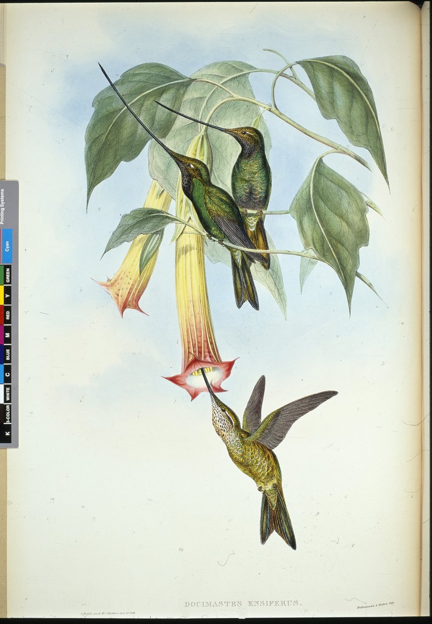Dziób mieczowy (Docimastes Ensiferus) (ręcznie barwiony lito) autorstwa John (after) Gould
