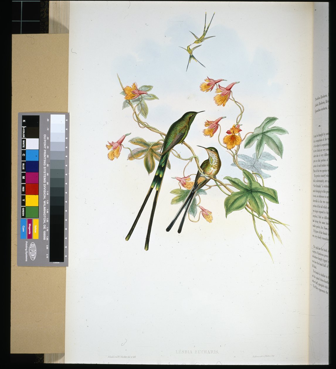 Woźnica pociągu (lesbia eucharis) (lito ręcznie kolorowane) autorstwa John (after) Gould
