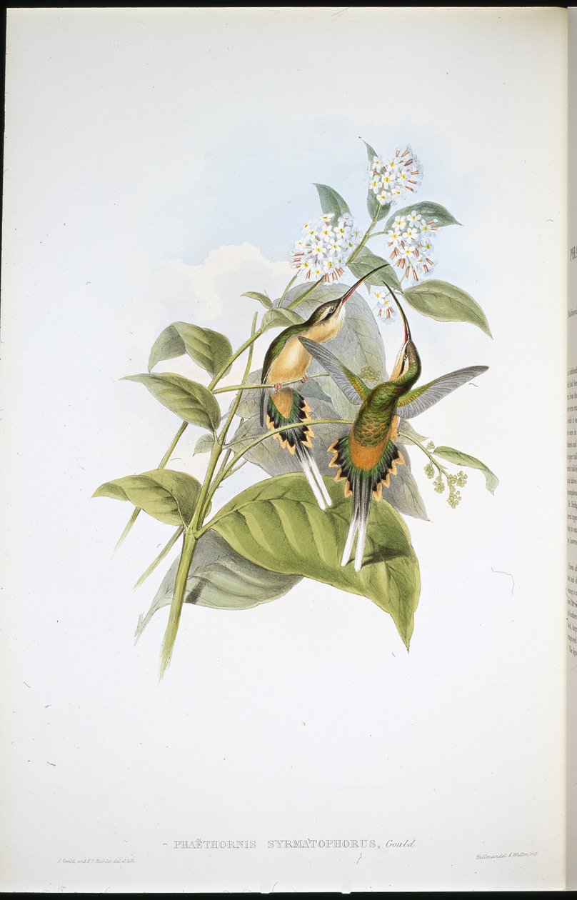 Pustelnik niosący pociąg (Phaethornis Syrmatophorus) (ręcznie barwiony lito) autorstwa John (after) Gould
