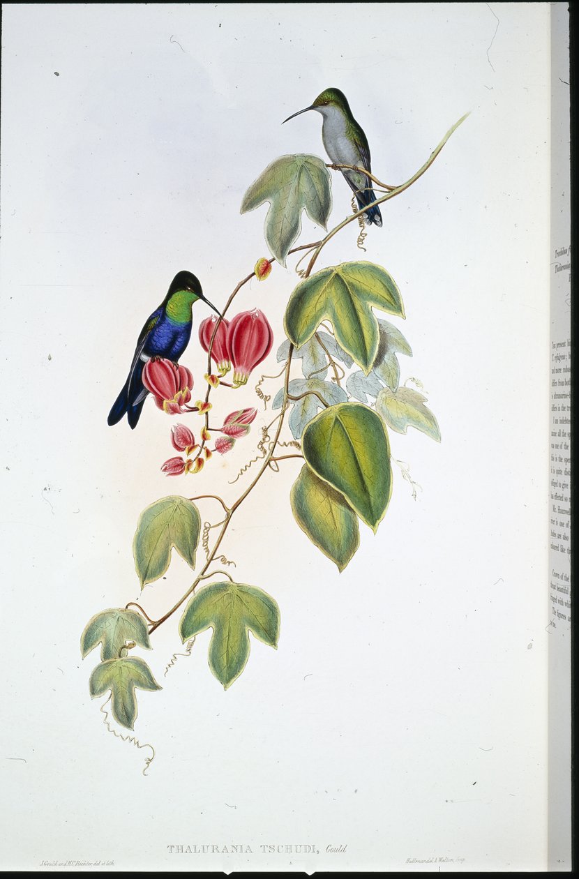 Panoplity Tschudiego (Thalurania Tschudi) (lito ręcznie kolorowane) autorstwa John (after) Gould