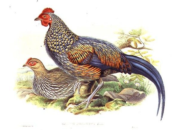 Dwa azjatyckie bażanty (Gallus Sonneratii) rytowane przez artystę i Williama Harta (1823-1894) (lito) autorstwa John (after) Gould