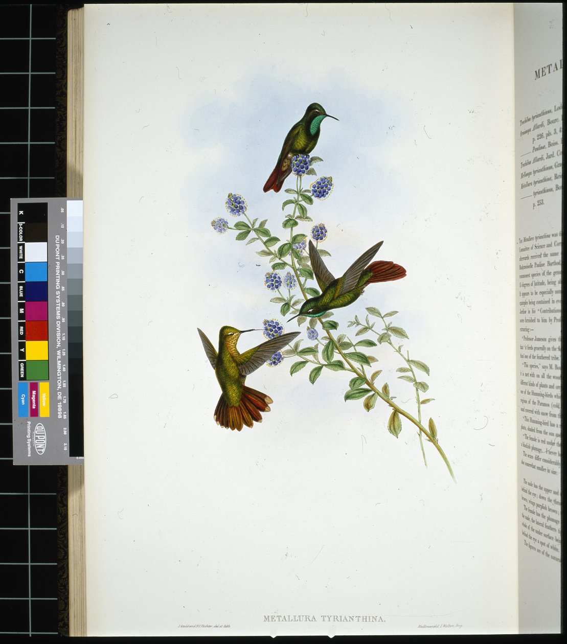 Ogon Tyryjczyka (metallura Tyrianthina) (ręcznie barwiony litho) autorstwa John (after) Gould