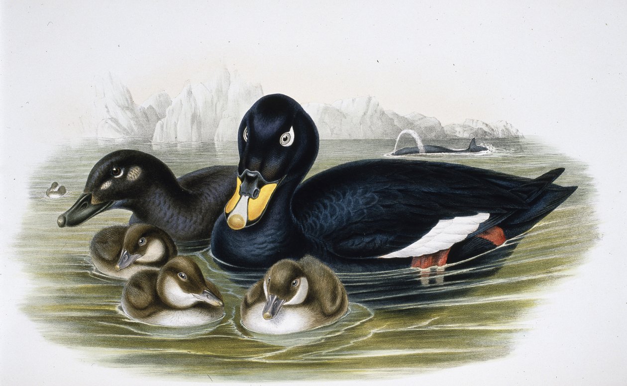 Hulajnoga aksamitna (oidemla fusca) (ręcznie kolorowana litho) autorstwa John (after) Gould