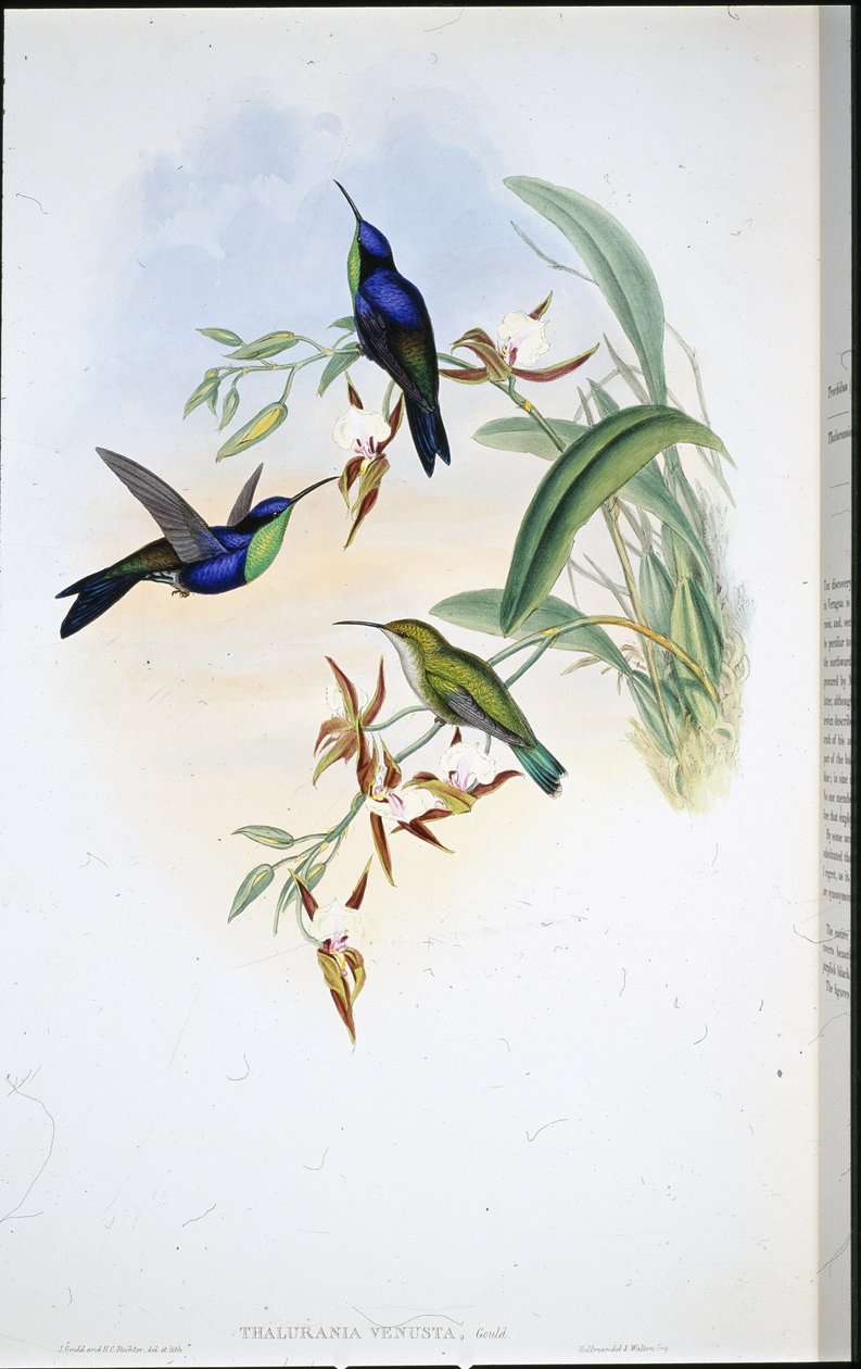 Panoplit z Veraguan (Thalurania Venusta) autorstwa John (after) Gould