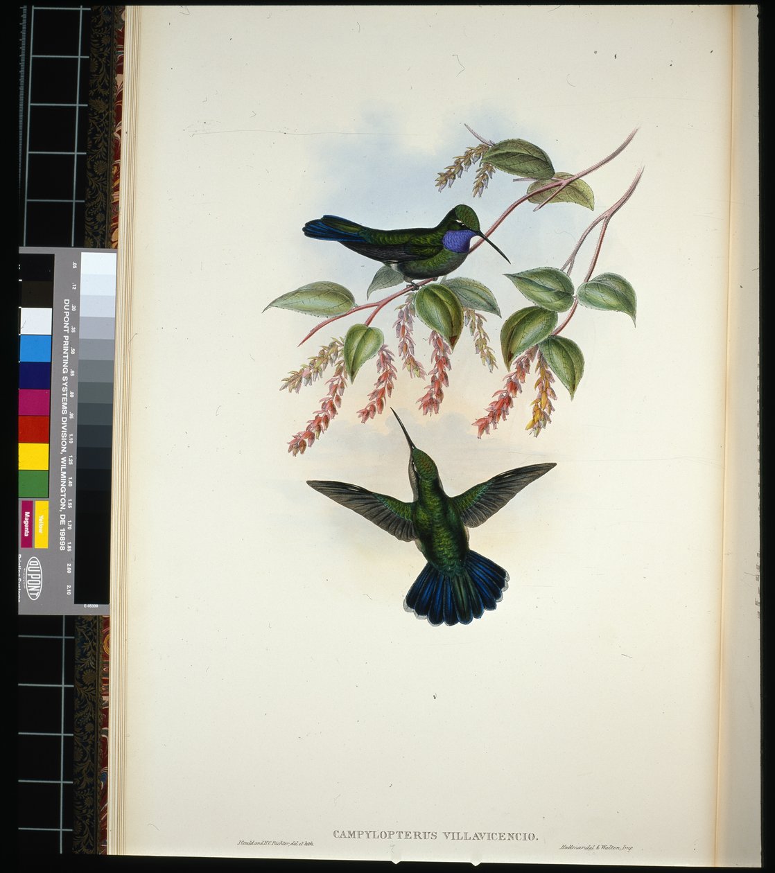 Skrzydło szablowe Villavicencio (campylopterus villavicencio) (lito ręcznie kolorowane) autorstwa John (after) Gould