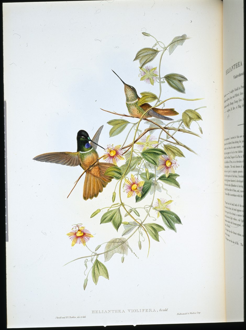 Fioletowogardła Gwiazda-Frontlet (Helianthea Violifera) (ręcznie barwiona lito) autorstwa John (after) Gould