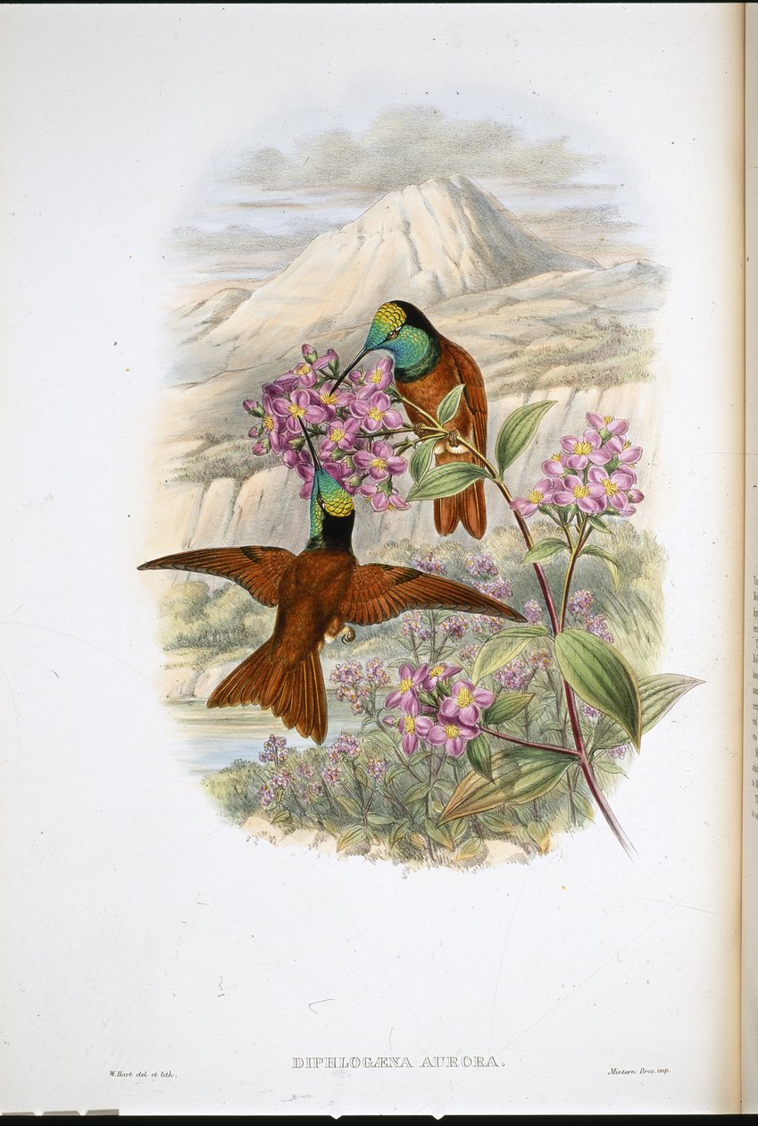 Koliber Warszewicza Tęcza (Diphlogaena Aurora) (lito ręcznie kolorowane) autorstwa John (after) Gould