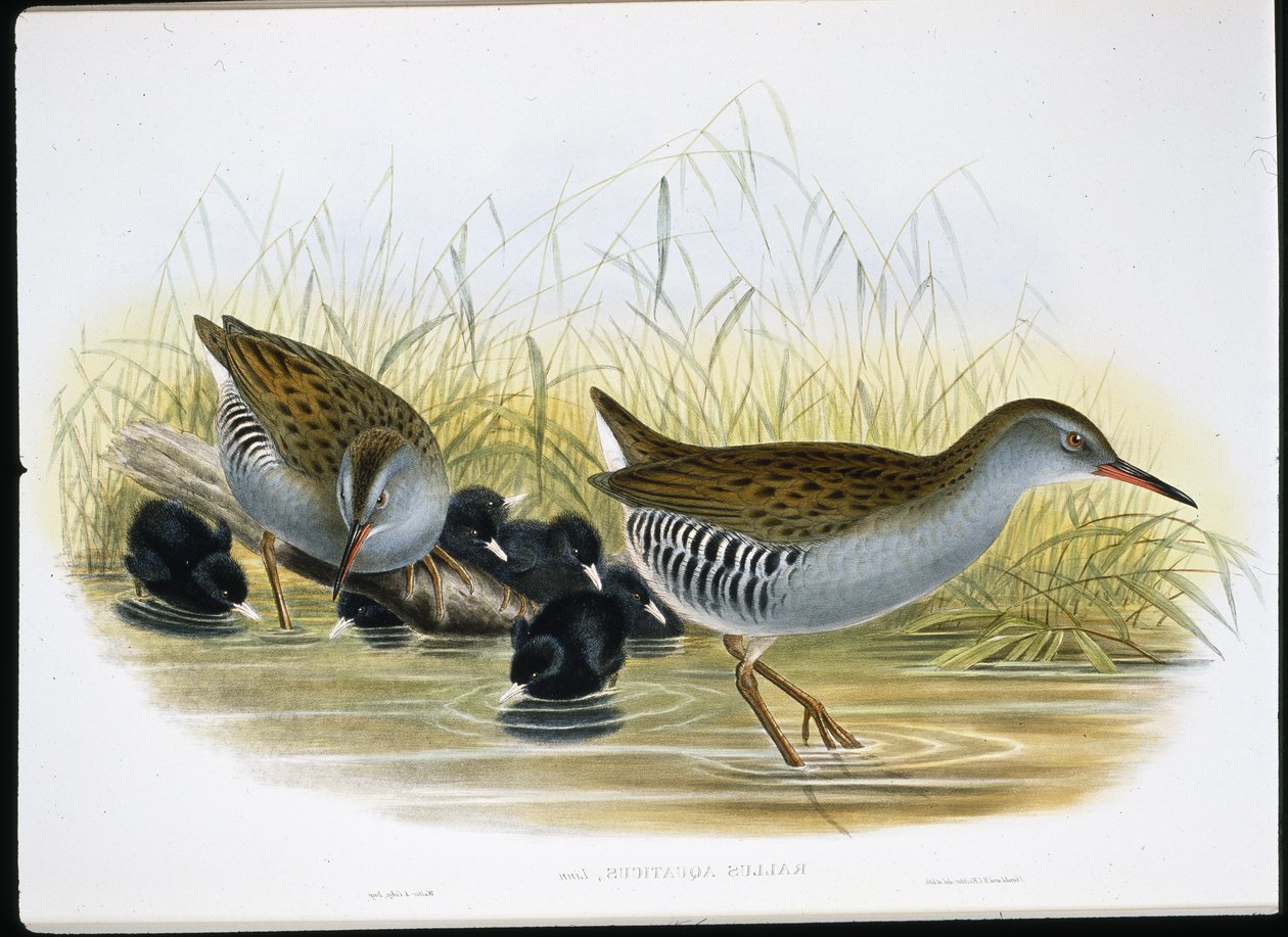 Szyna wodna (Rallus Aquaticus) (lito ręcznie kolorowane) autorstwa John (after) Gould