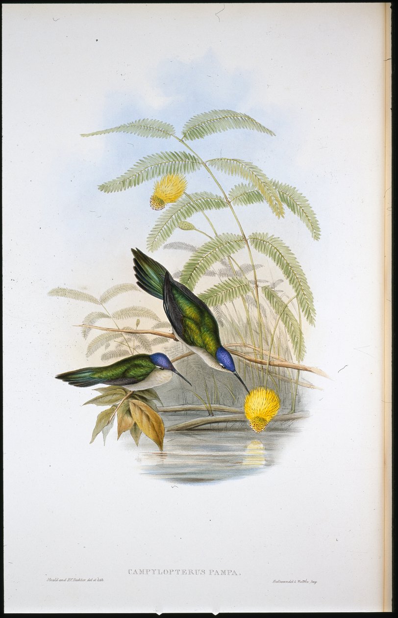 Szablasto-ogoniasty (Campylopterus Pampa) (litografia ręcznie kolorowana) autorstwa John (after) Gould