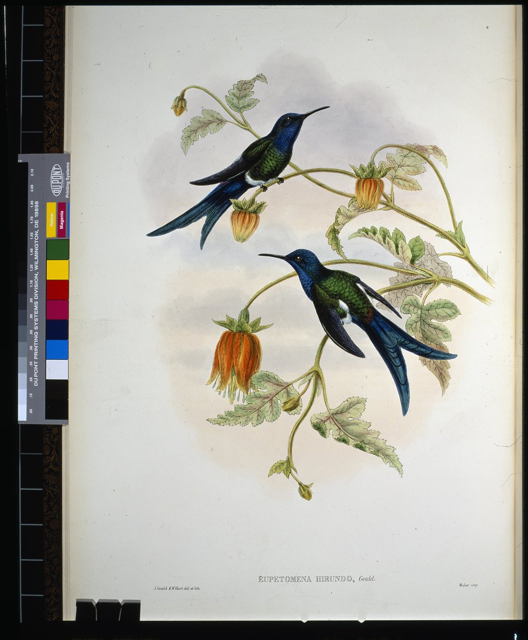 Jaskółka zachodnia (eupetomena hirundo) (ręcznie kolorowana litho) autorstwa John (after) Gould